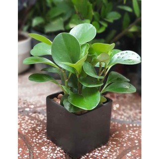 Chậu nhựa mềm trường sinh xanh🍀🌱 thanh lọc không khí🍀🌱