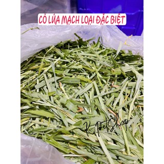 Cỏ lúa mạch 🐹freeship🐹 cỏ lúa mạch thức ăn dành cho thỏ và bọ