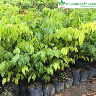 5 CÂY GIỐNG LIM XANH