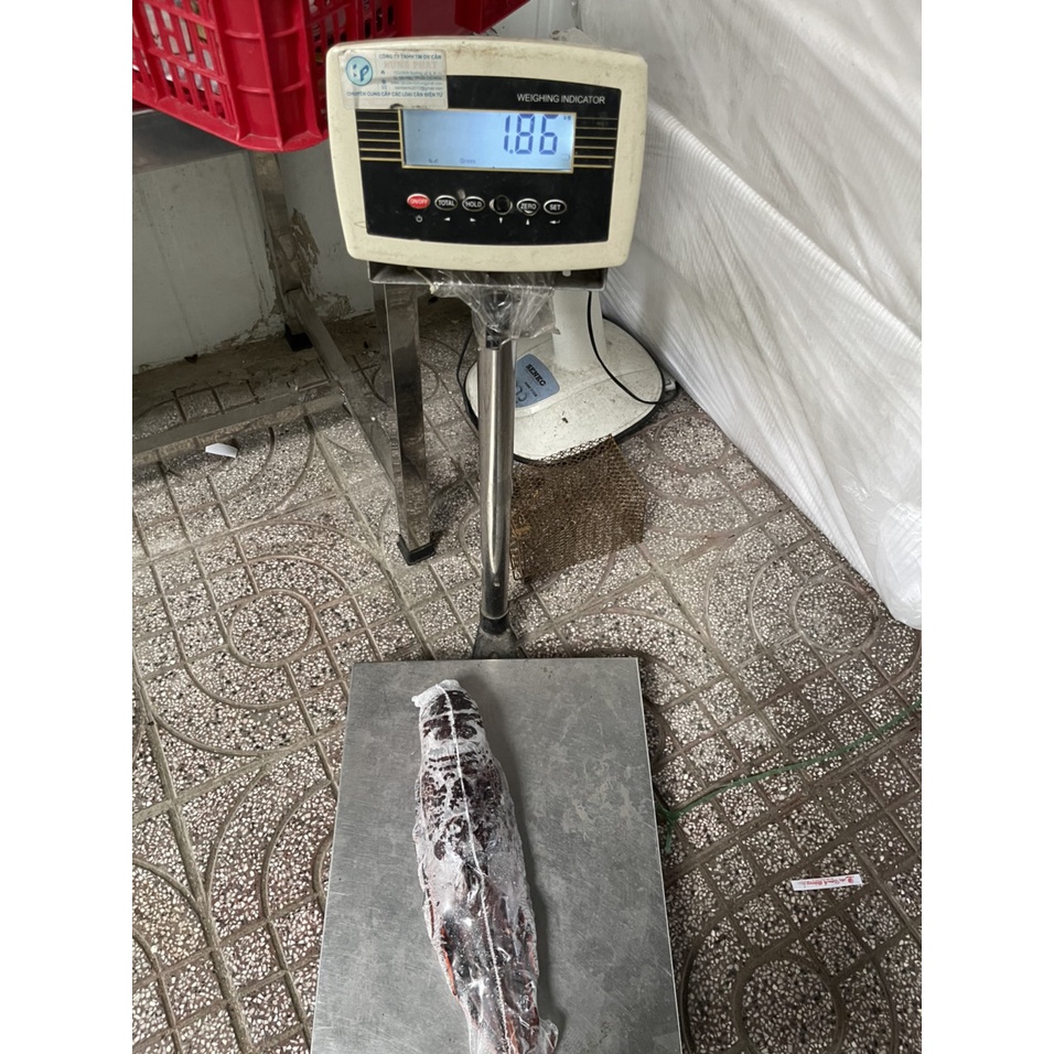 Tôm hùm đá đỏ Úc - 1,6 - 1,8 ký/con - Hàng đông lạnh