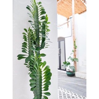 Xương rồng euphorbia