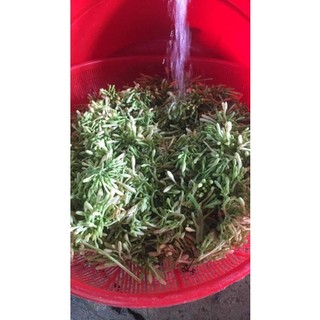 Hoa đu đủ đực ngâm mật ong