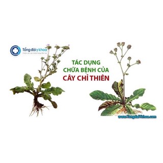 cây giống cỏ chỉ thiên (mua 10 tặng1)