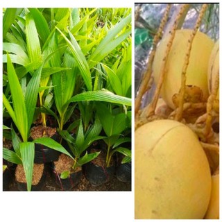 Cây dừa tam quan( dừa vàng)  29k / cây