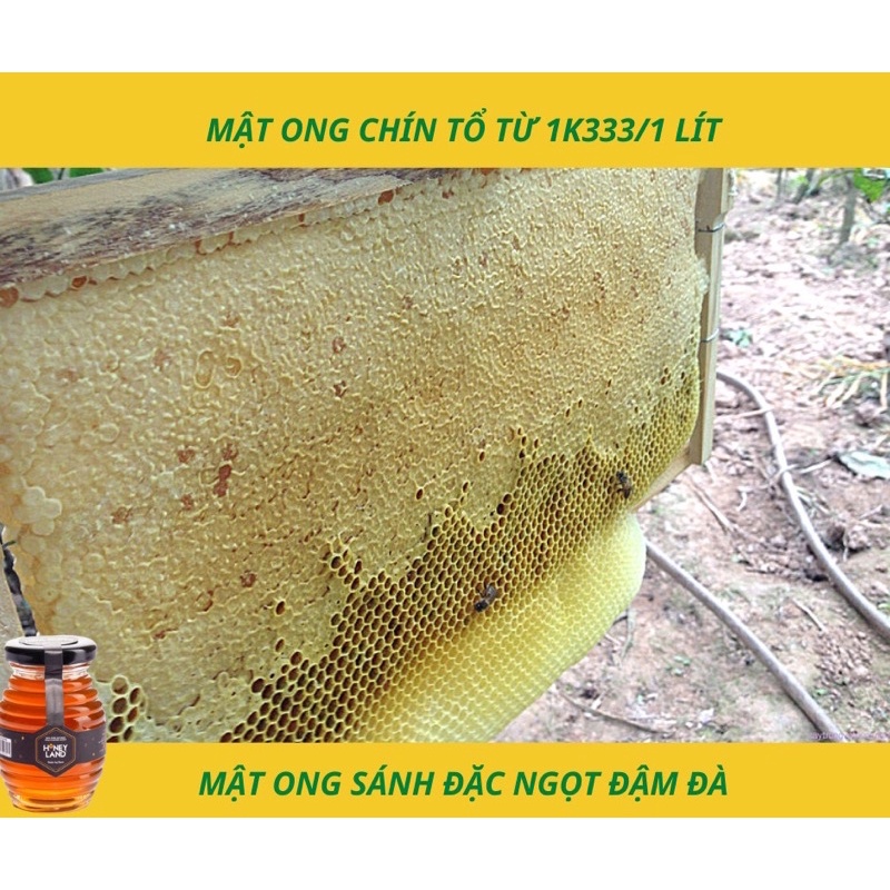 Mật ong rừng Tây Nguyên HONEYLAND 250g mật ong thiên nhiên nguyên chất