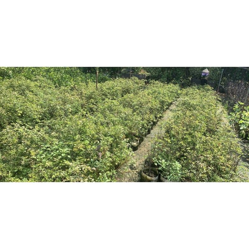 Cây Nho Thân Gỗ tứ quý