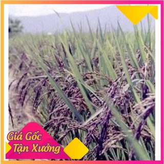 1kg Gạo lứt đen Sóc Trăng [Loại 1] (shop_giahuong)