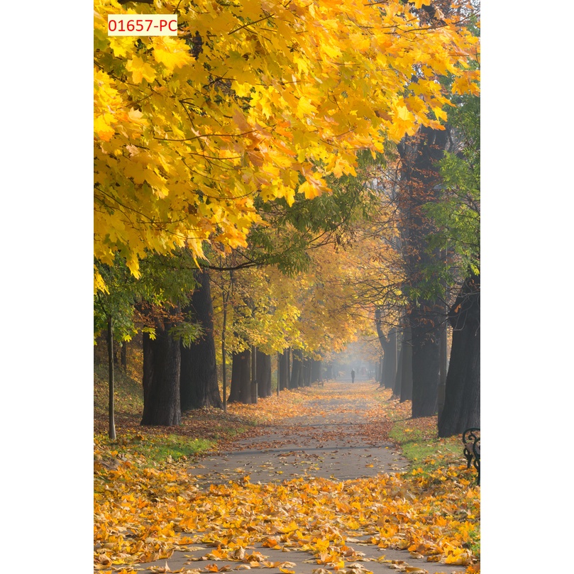 Tranh 3D Dán Tường Hàng Cây Khổ Lớn không giới hạn kích thước