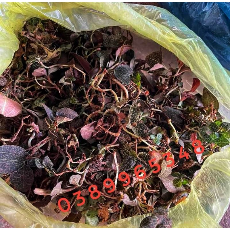 Lan kim tuyến  rừng tươi ngâm rươu