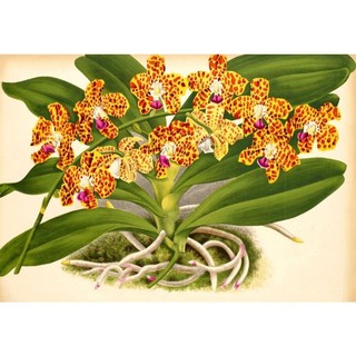 Hoa Lan Cẩm báo