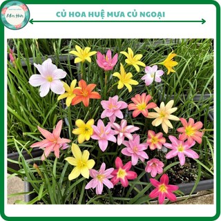 1kg Củ hoa huệ mưa ngoại cánh kép, sống 100% siêng hoa tầm 80-100 củ