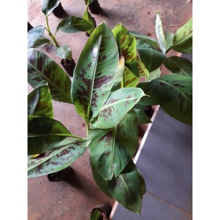CÂY GIỐNG CHUỐI LABA [CHUẨN GIỐNG F1 CẤY MÔ ].