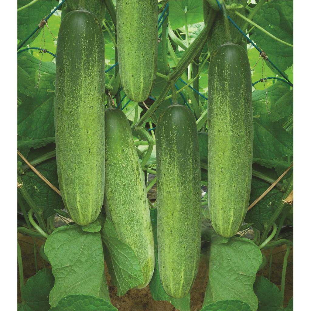 HẠT GIỐNG DƯA LEO SIÊU TRÁI VA.848 GÓI 10G - DỄ TRỒNG DỄ CHĂM, QUẢ ĐẸP