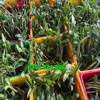 Lan Denro hàng dạt thanh lý