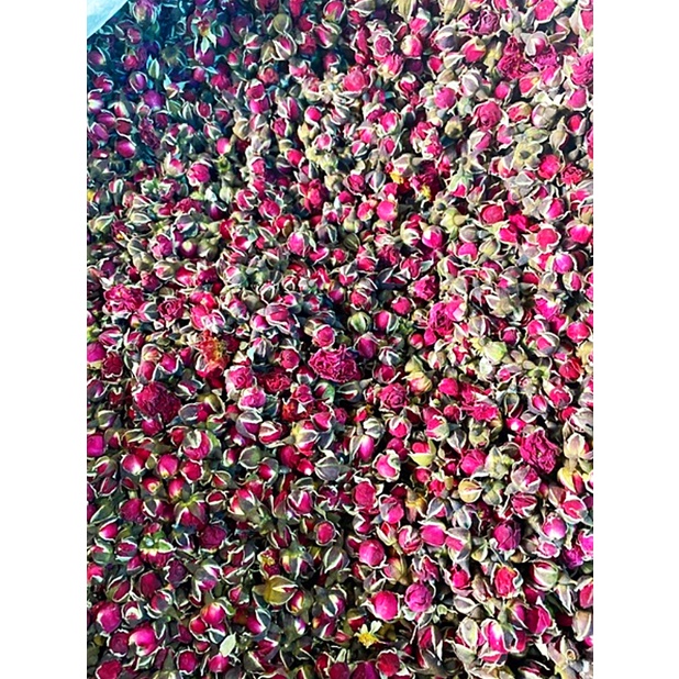 Nụ hoa hồng Tây Tạng