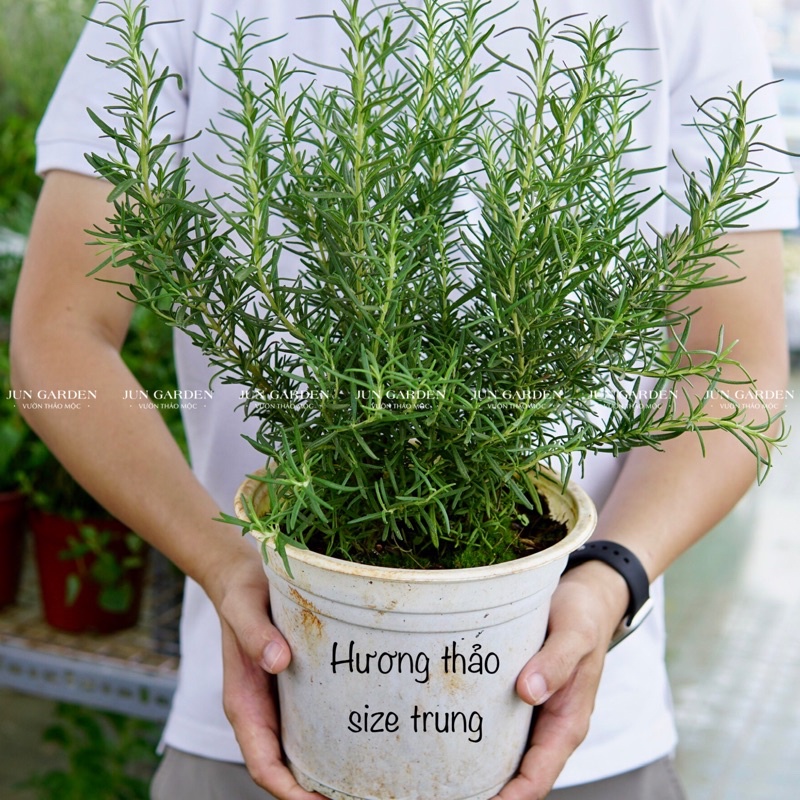 Chậu Hương Thảo Tươi Rosemary JUN GARDEN size trung