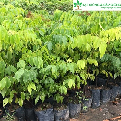 5 CÂY GIỐNG LIM XANH