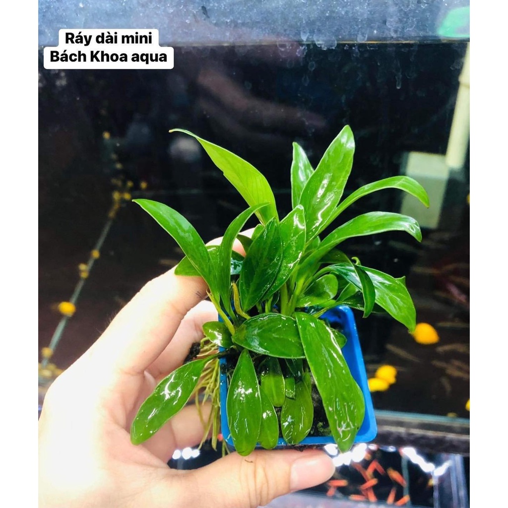 Ráy lá dài mini thủy sinh