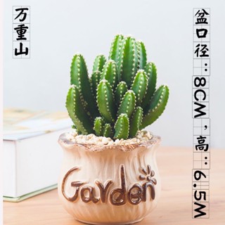 Xương Rồng Thanh Sơn Bụi To, Chưa kèm Chậu