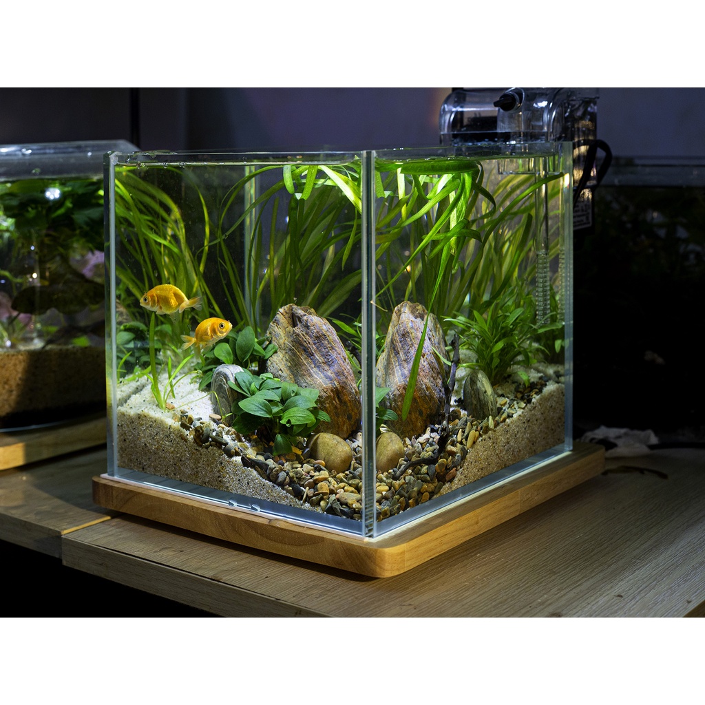 Bể kính cubic 25cm siêu trong nhập khẩu