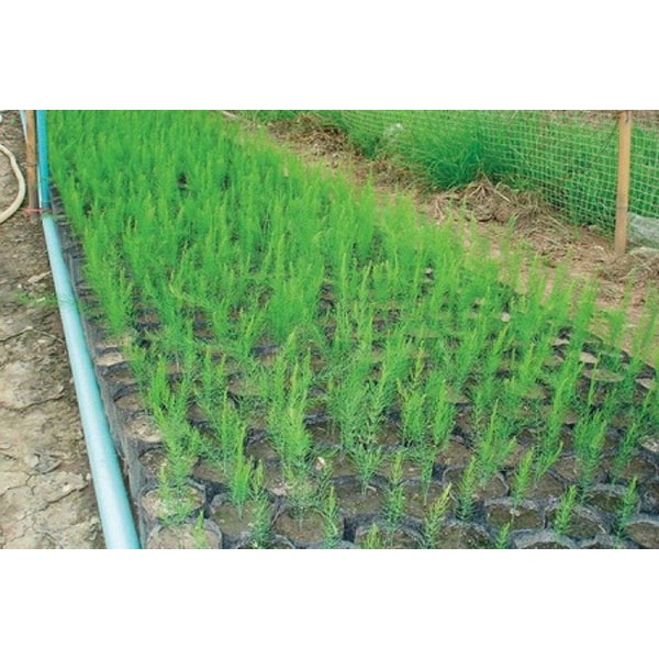 MĂNG TÂY XANH F1 TN 248 ASPARAGUS NHẬP KHẨU, CHỊU NHIỆT, NĂNG SUẤT CAO - SHOP HẠT GIỐNG ECOHOME 5.0 - 29