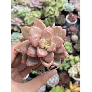 Sen đá đá nâu size bầu 5cm hư 1 đổi 1