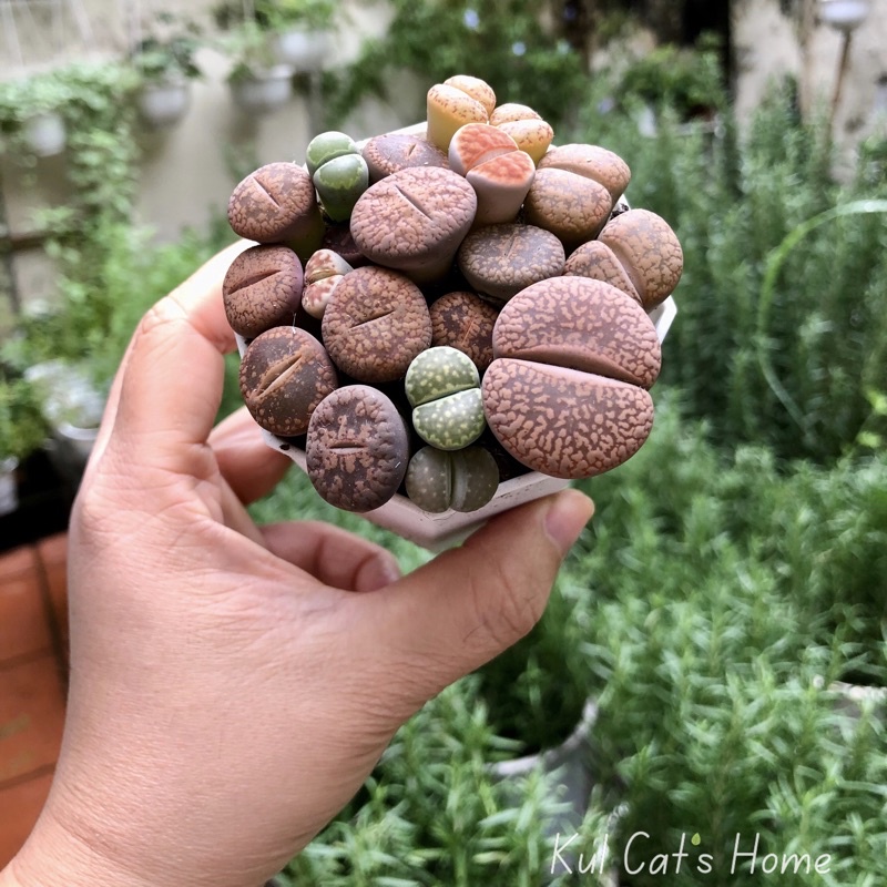 Sen đá lithops mông mix nhiều màu