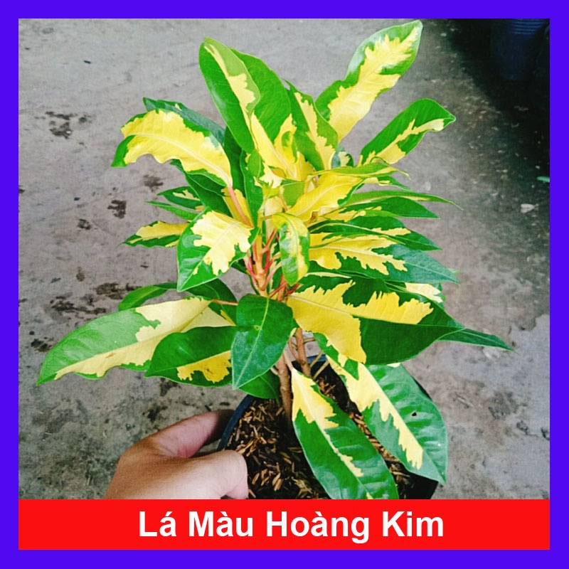 Cây Lá Màu Hoàng Kim  - cây cảnh để bàn