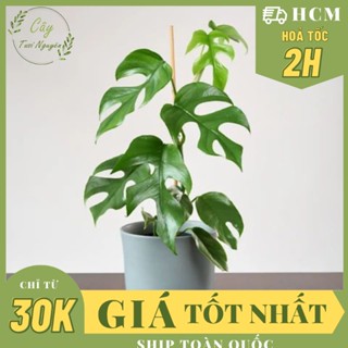 CHẬU MỀM_CÂY TRẦU BÀ LÁ XẺ LEO MONSTERA MINI ,(cao 25cm), cây cảnh DECOR, kiểng lá mini, GIÁ RẺ, Cây Tươi Nguyên
