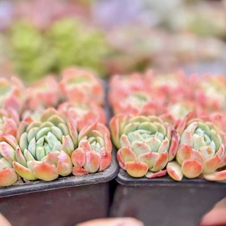 SEN ĐÁ HẢI LY THƠM - SEN ĐÁ JOYBAE GARDEN