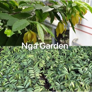 Cây hoa dẻ giống cao 50-60 cm
