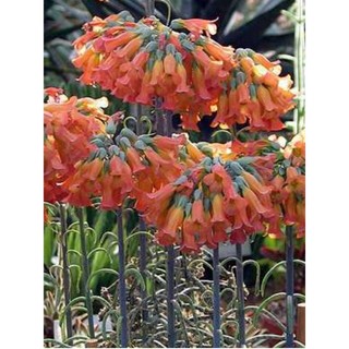 Combo 3 Cây sen đá xương cá Kalanchoe