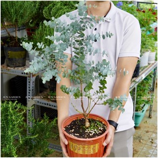 Cây khuynh diệp True Blue, cây đô la bạc silver dollar