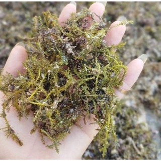 Rau Đông Lý Sơn Nấu Thạch Xu Xoa Ngon Mát 100 Gram - Rong Biển Nấu Xu Xoa