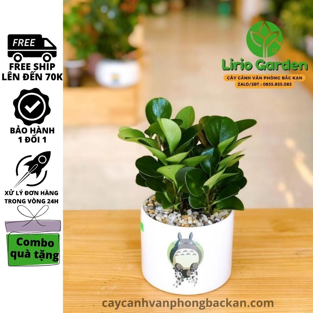 [ Quà Tặng Kèm ] cây trường sinh