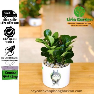 Cây trường sinh