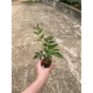 cay hoa Mẫu Đơn đại đóa(1cay)