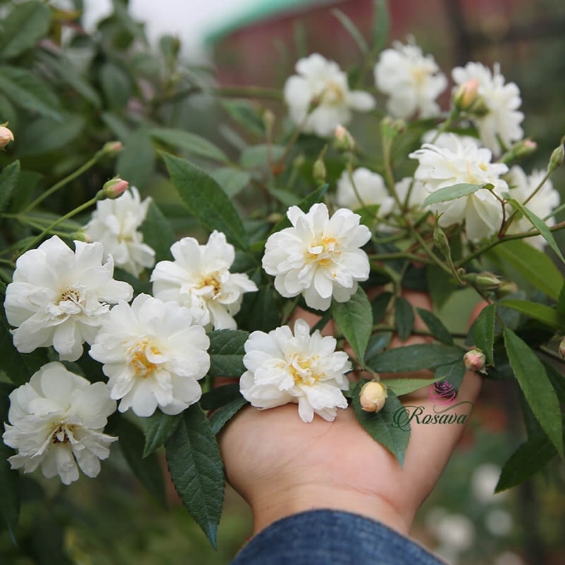Hoa hồng leo Snow Goose rose