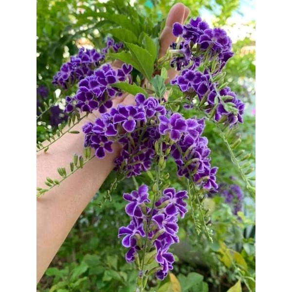Cây giống hoa chuỗi ngọc thái