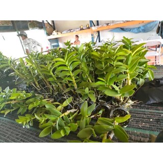 Hoa lan lavender GỬI NGUYÊN CHẬU PHI 12