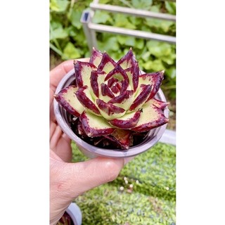 sen đá đế vàng viền đỏ