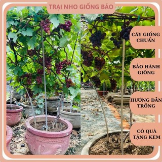 Combo 2 cây nho giống kẹo 126 và 2 cây nho giống đỏ leo giàn ninh thuận