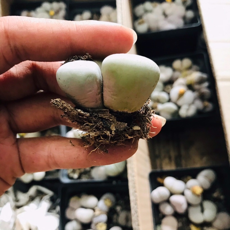 Sen Thạch Lan Dòng Dinterthanus, Lithops Sen Mông 1,5-2cm