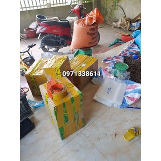 hạt rẻ rừng (nhỏ) hạt dẻ thóc