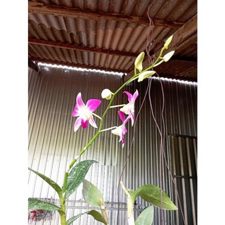 Quần áo chốt live của sunne