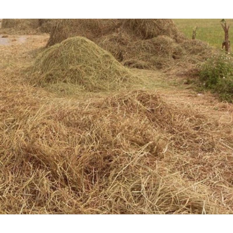 1KG RƠM KHÔ DÙNG TRANG TRÍ,PHỦ CÂY,LÀM ĐỒ HANDMADE | Shopee Việt Nam