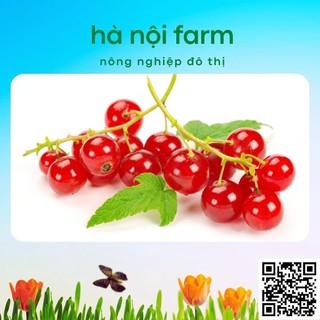 phân bón kali đỏ 500g ( kali clorua)