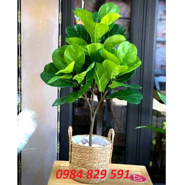 Cây giả - Cây bàng Singapore 3 nhánh, 25 lá to-trang trí nhà cửa