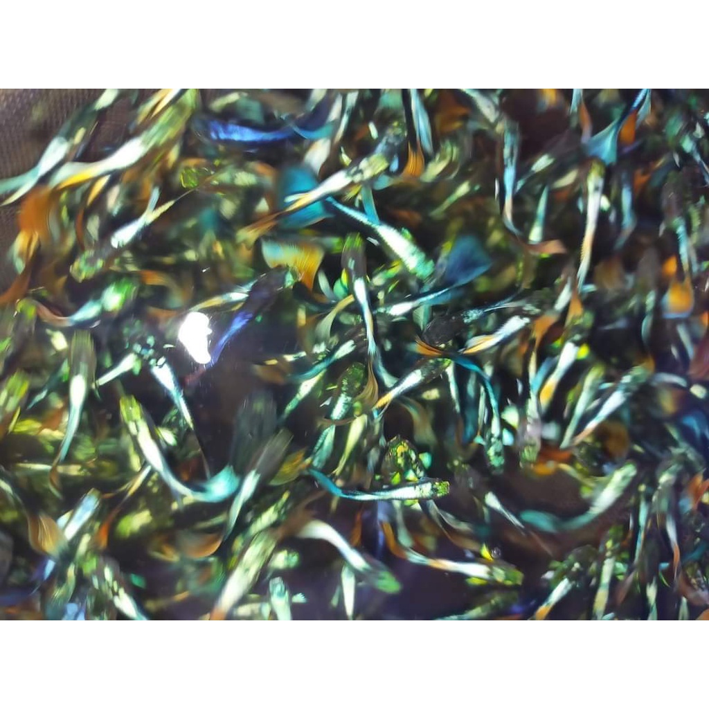 Combo 10 con cá 7 màu Úc, cá bảy màu, cá guppy thuỷ sinh