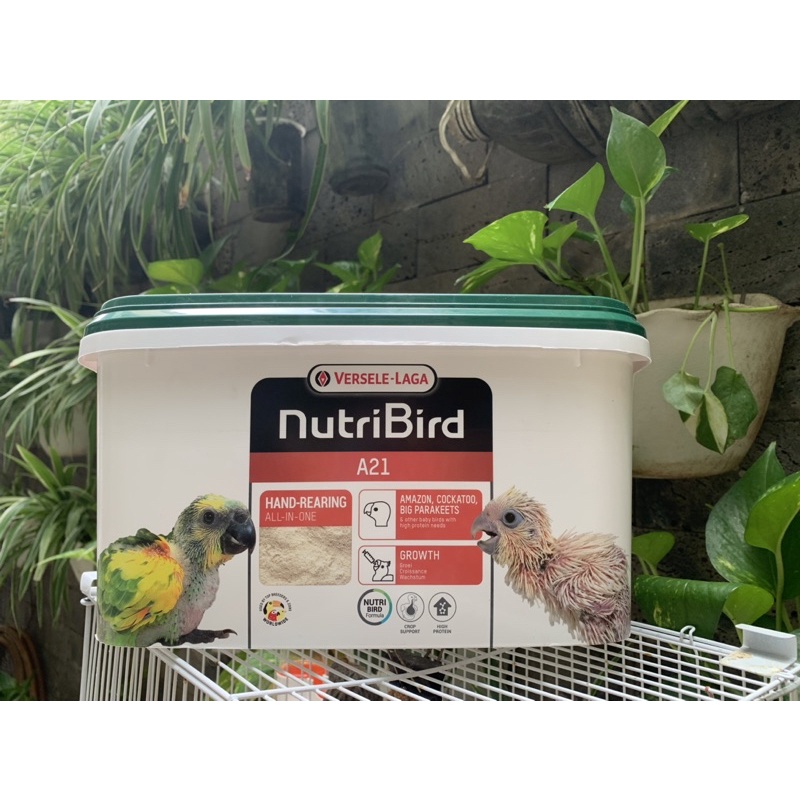 Bột A21 A19 cho chim non thùng 3kg hsd T11/2026 (Versele laga Bỉ)